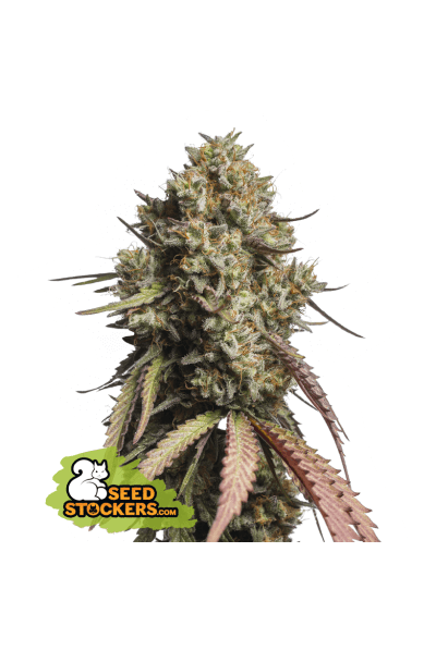 An image of Gorilla Cookies Auto