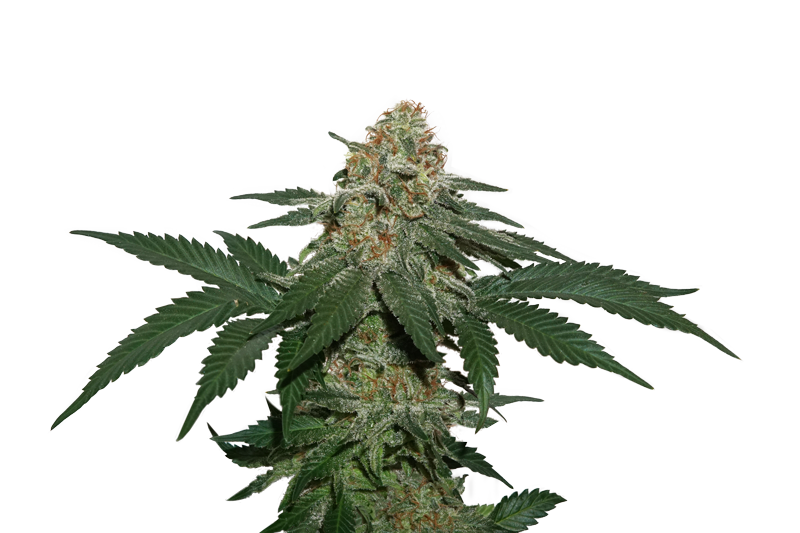 An image of Grandaddy Confidential
