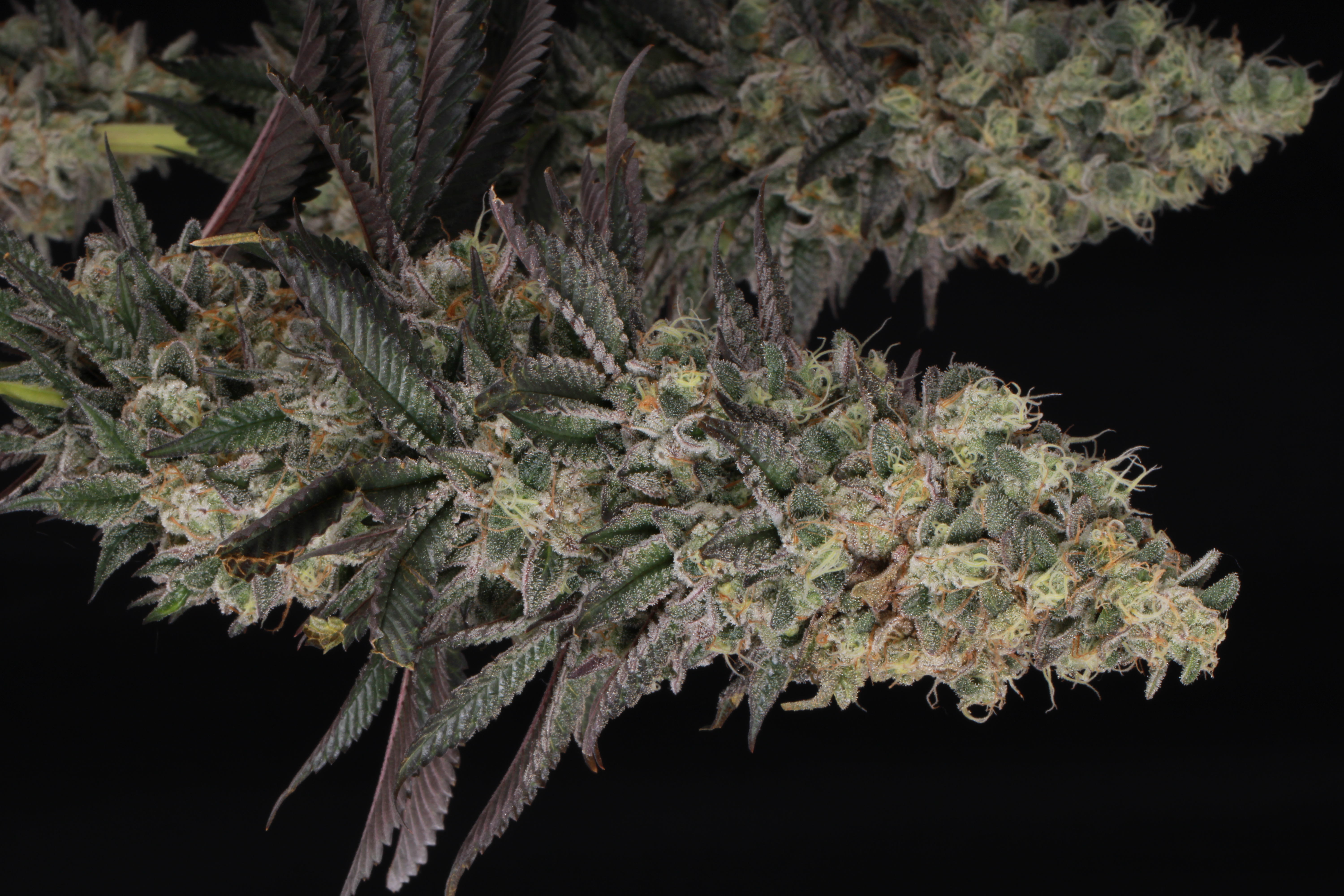 An image of Mac and Crack Autoflower