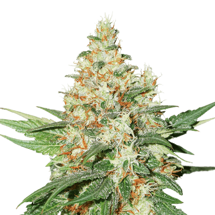 An image of O.G. Kush