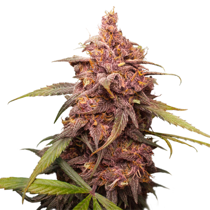 An image of Purple Punch