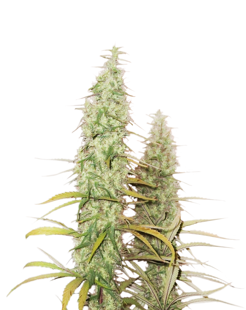 An image of Santa Marta Haze Autoflower