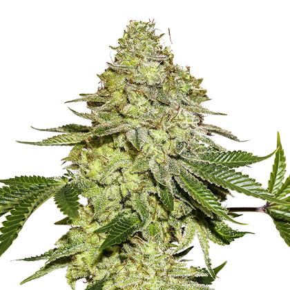 An image of Sherbet