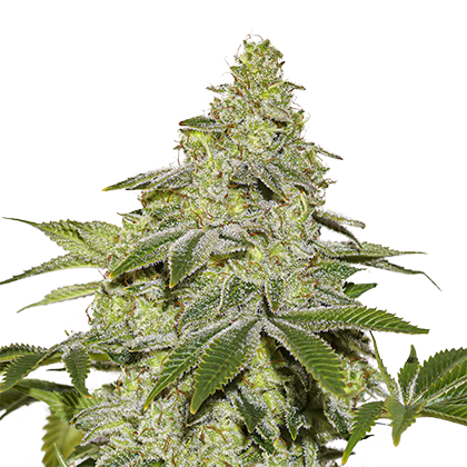 An image of Sherbet Autoflower