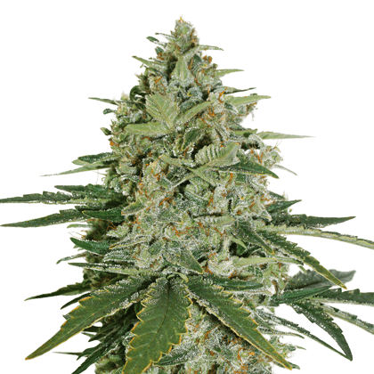 An image of Super Skunk Autoflower