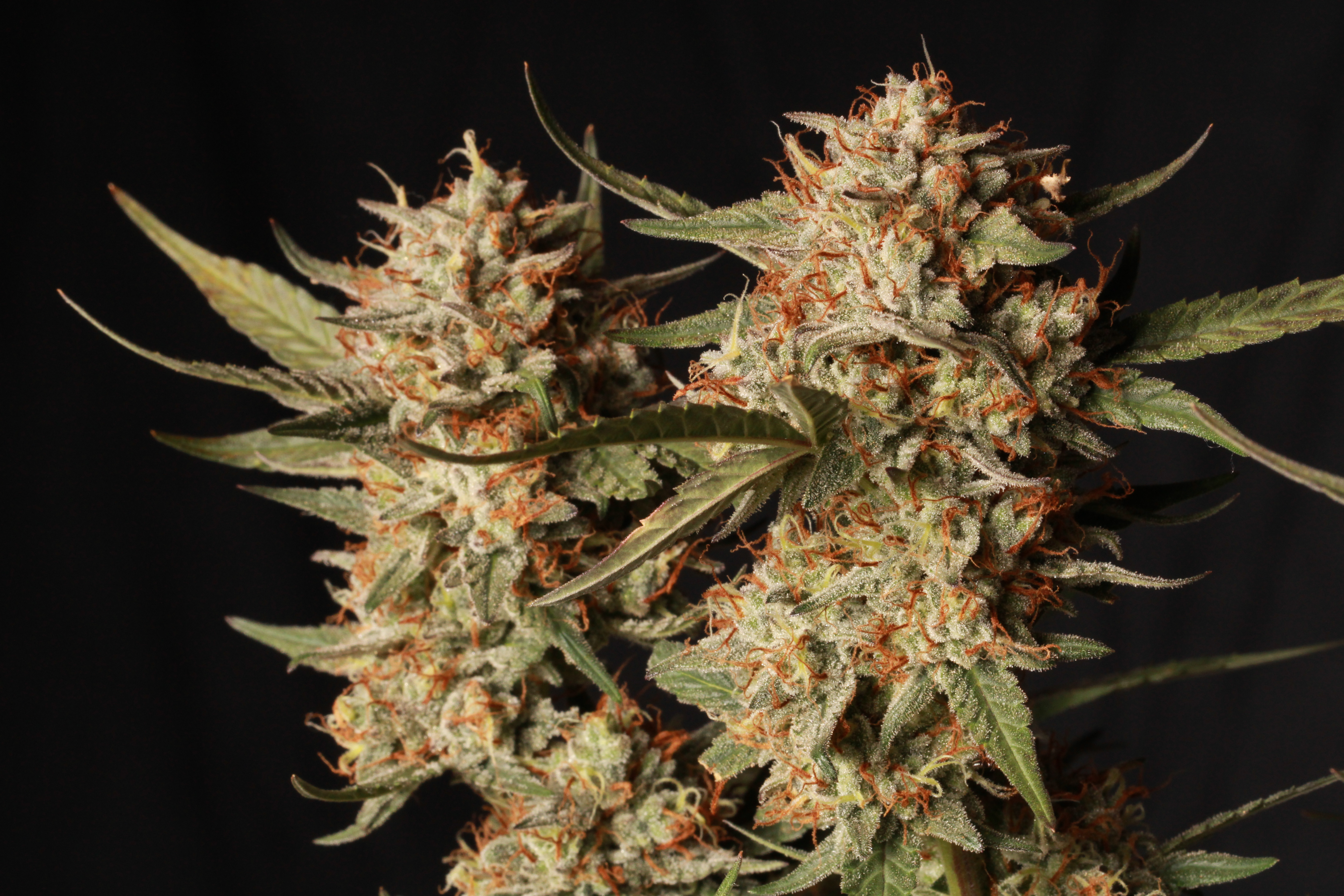 An image of Thunder Banana Autoflower