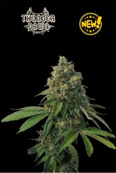 An image of Thunder Dawg