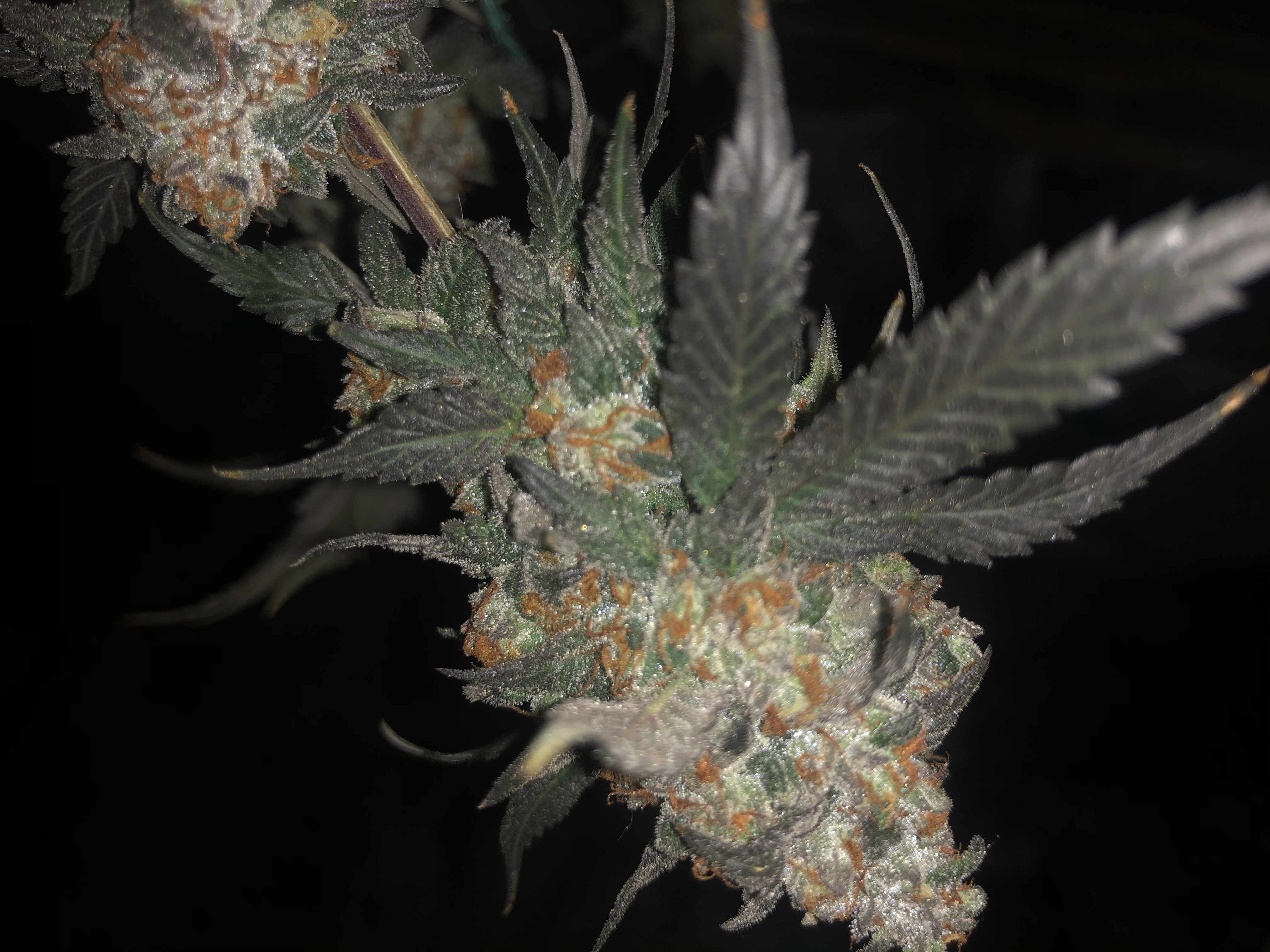 An image of Gas Cream Cake