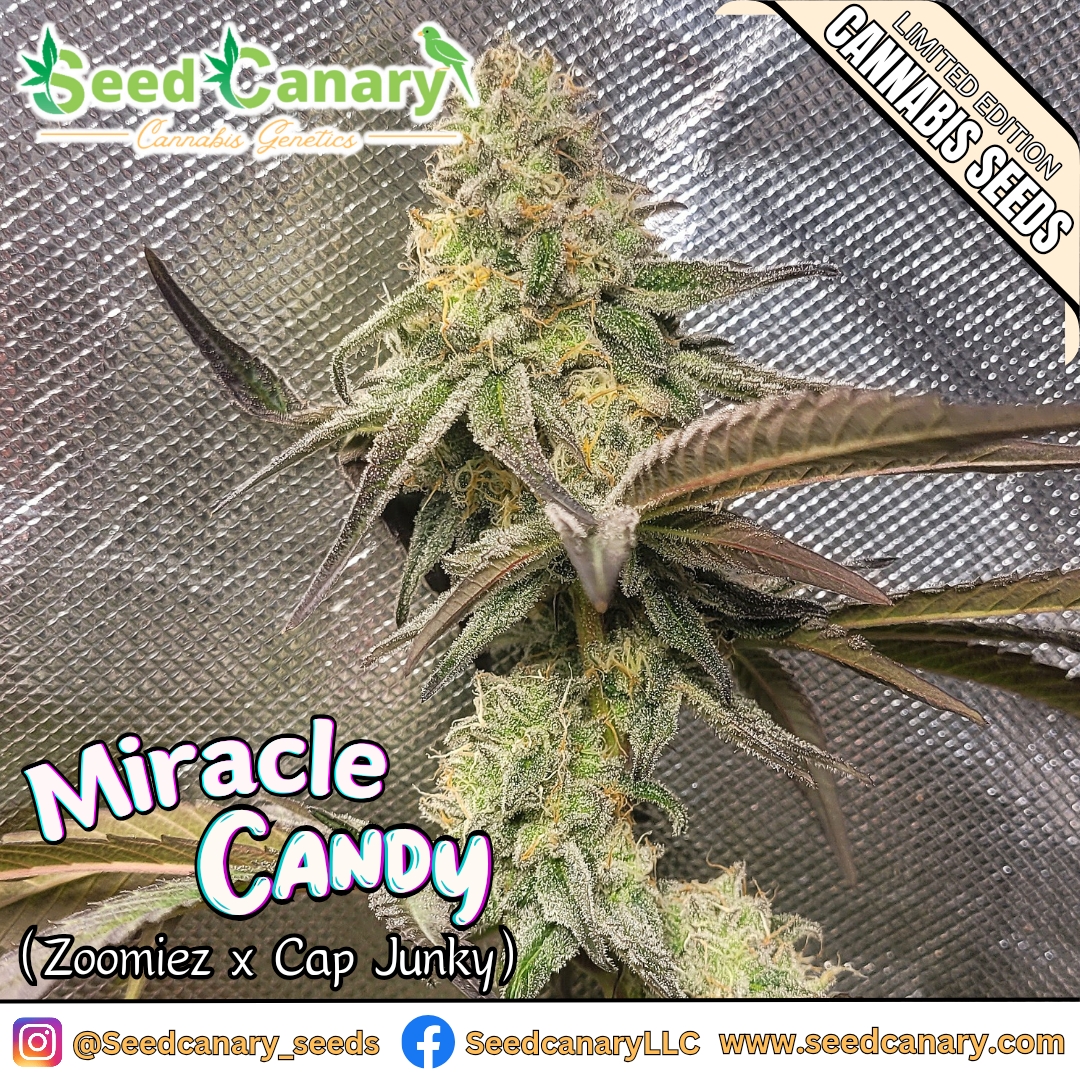 An image of Miracle Candy