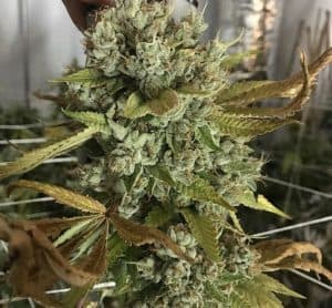 An image of Animal Cookies x Kush Mints #11