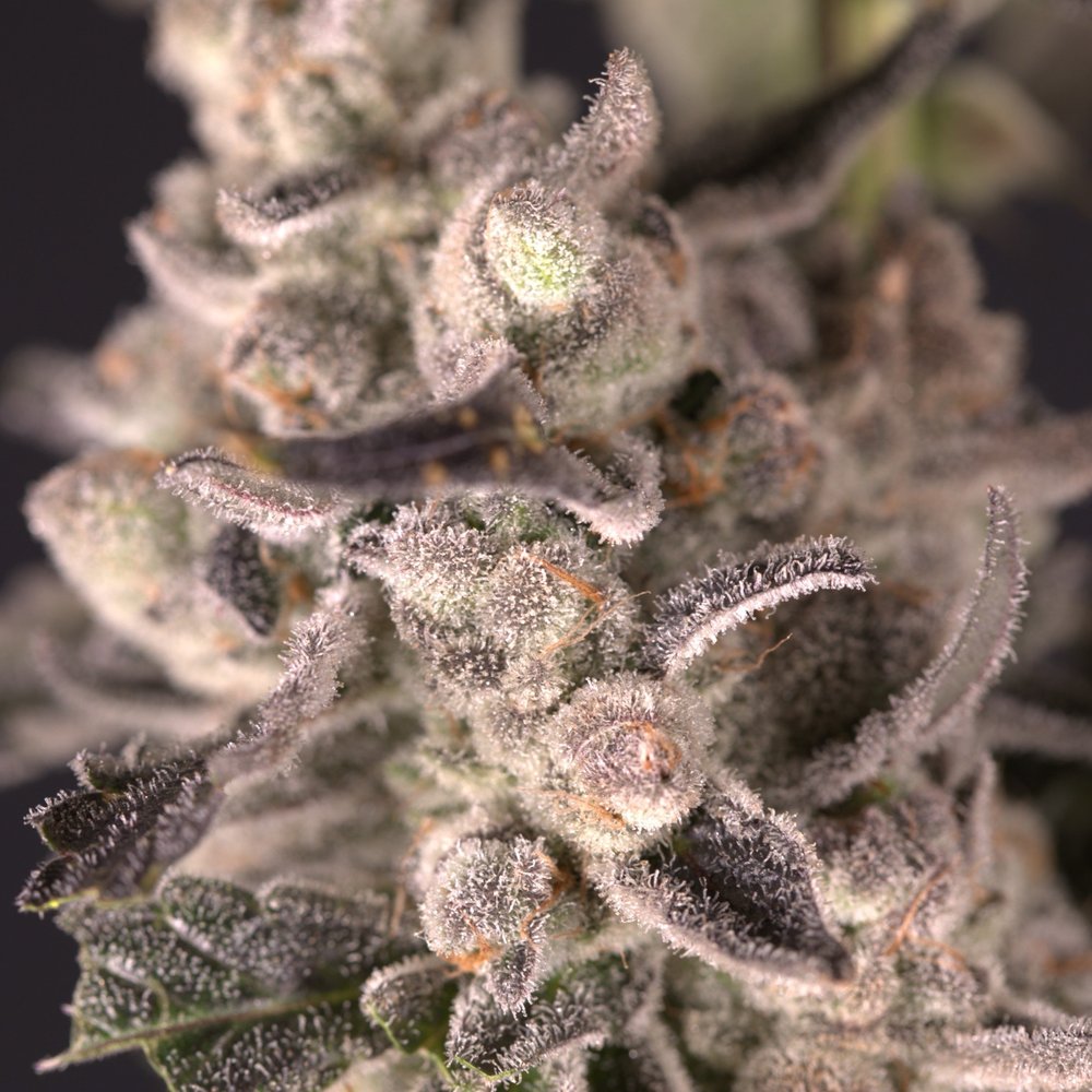 An image of Banana Cream Cake