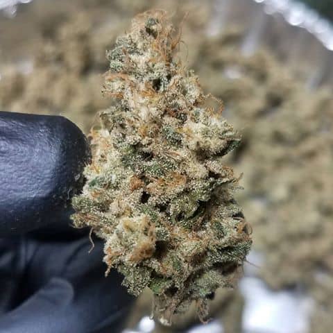 An image of Cherry AK-47 x Kush Mints #11