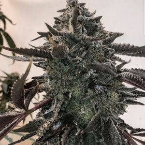 An image of Sunset Sherbert Bx