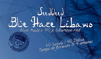 An image of Blue Haze Libano