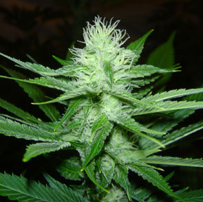 An image of CheeseWreck