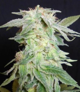 An image of King Kush