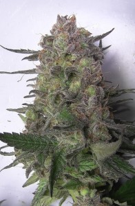 An image of Super Sour Kush