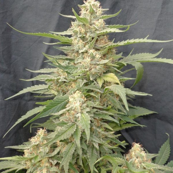 An image of TasteBud OG