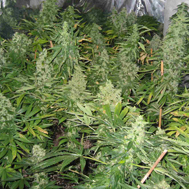 An image of Twista108