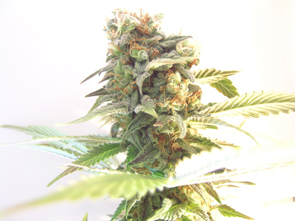 An image of White Skunk