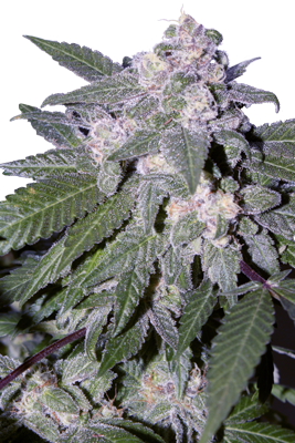 An image of Auto Blue