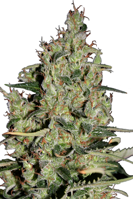 An image of Auto Critical