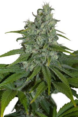 An image of Automax