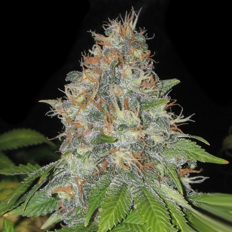 An image of Afghan Auto