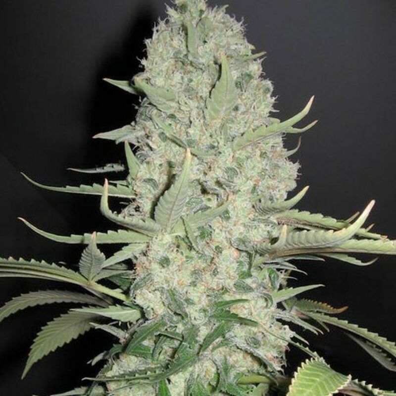 An image of Amnesia