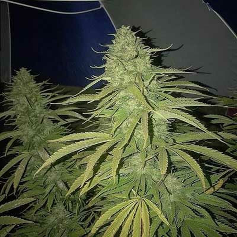 An image of Amnesia Lemon Fast Version