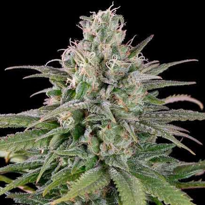 An image of Bubba Kush Auto