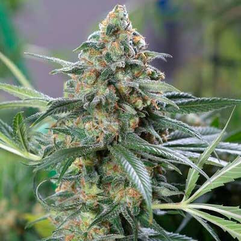 An image of CBD Cheese Auto