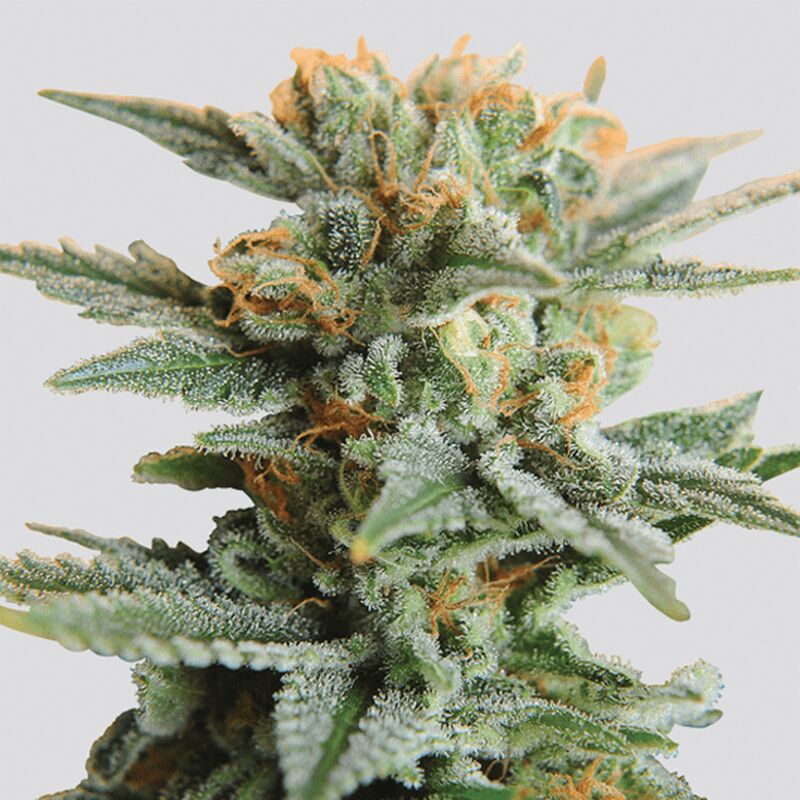 An image of CBD Kush Auto