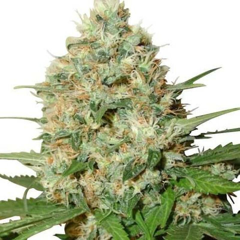 An image of Candy Kush