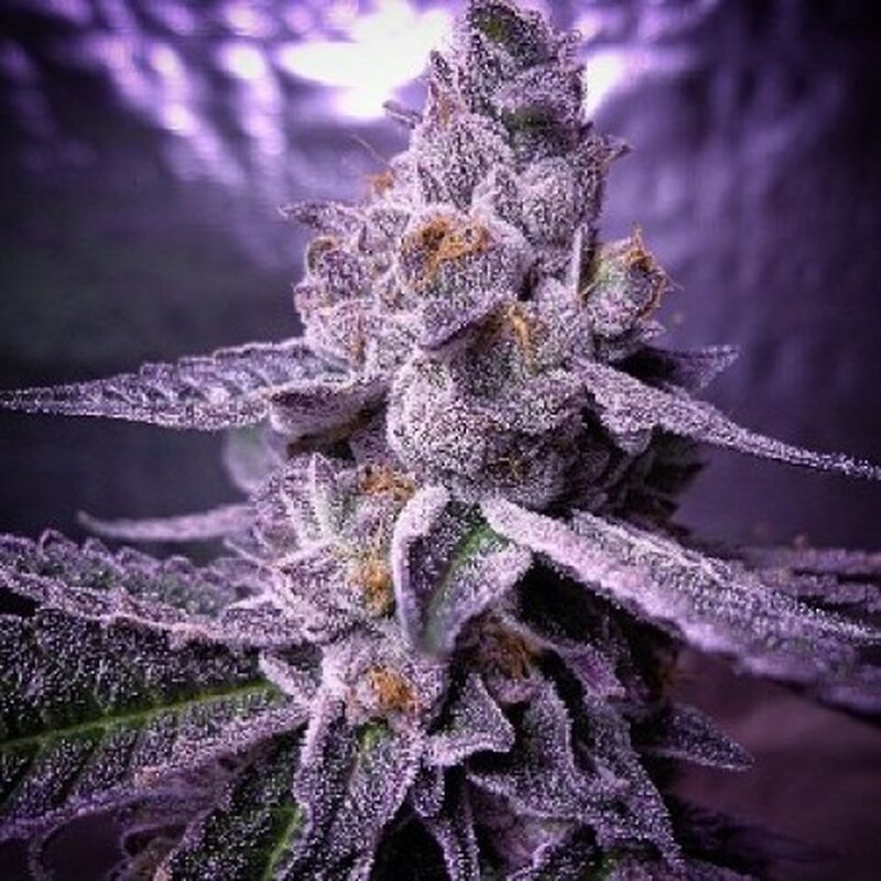An image of Candyland Peyote
