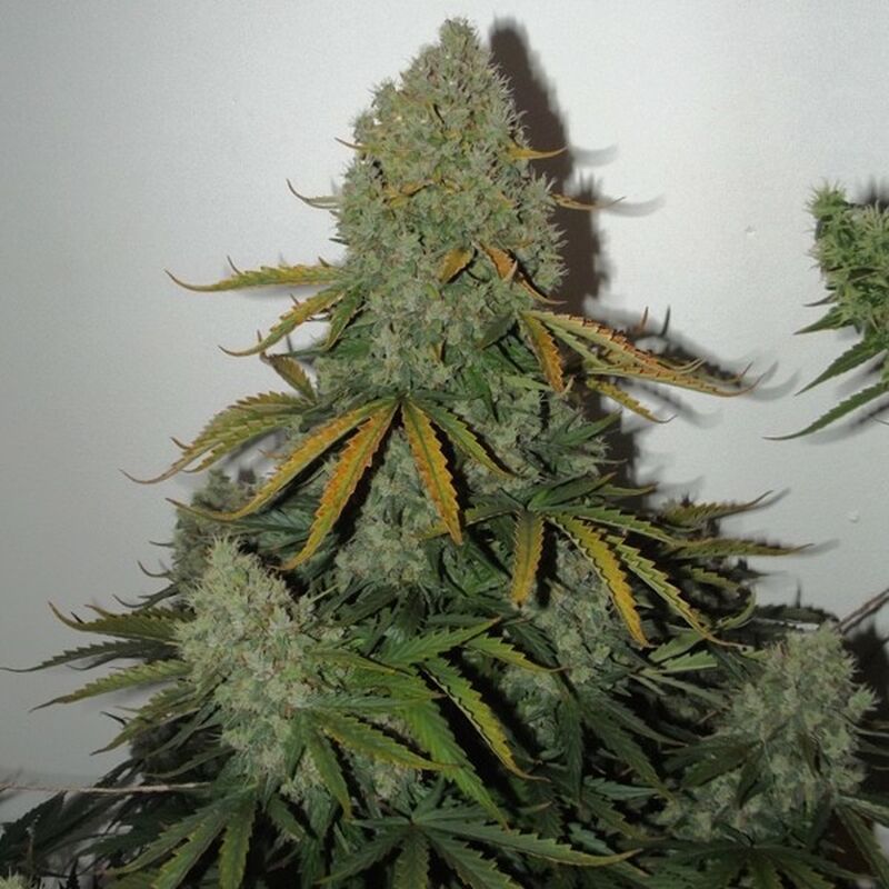 An image of Critical AK59 Auto