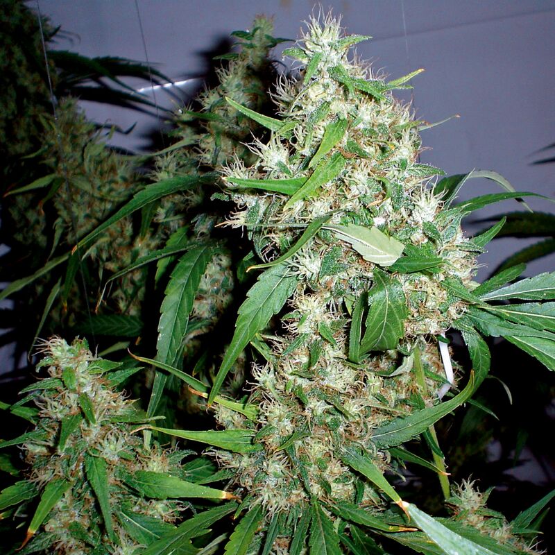 An image of Critical Fast Bud Auto