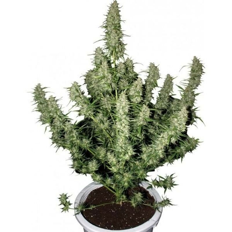An image of Magnum 357 Auto