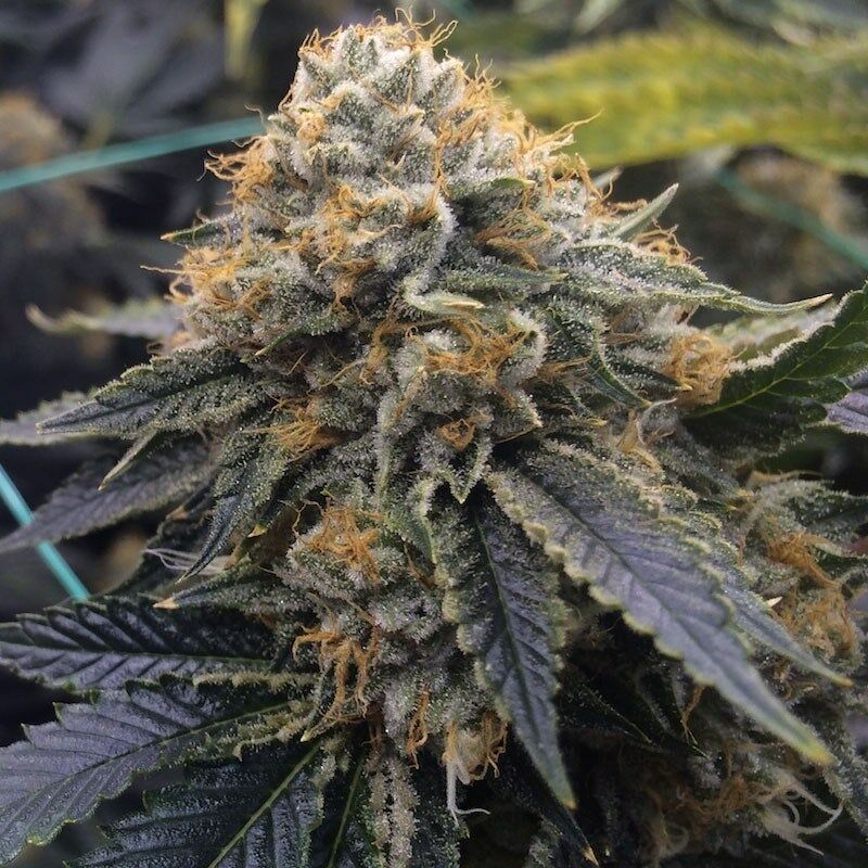An image of Mango Jango