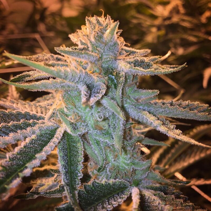 An image of Pink Cookies Auto