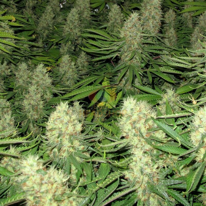 An image of Power Bud