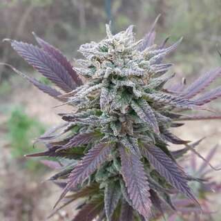 An image of Purple Haze Auto