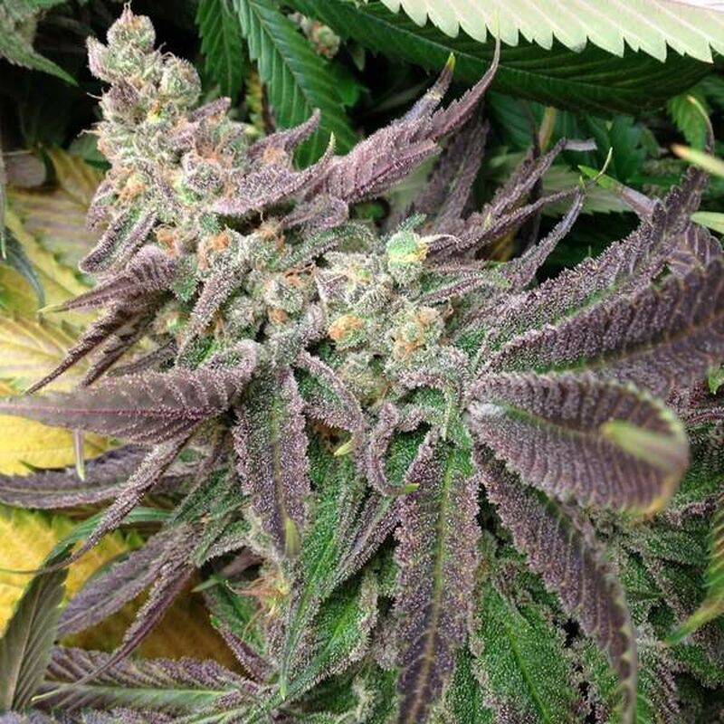 An image of Strawberry Banana