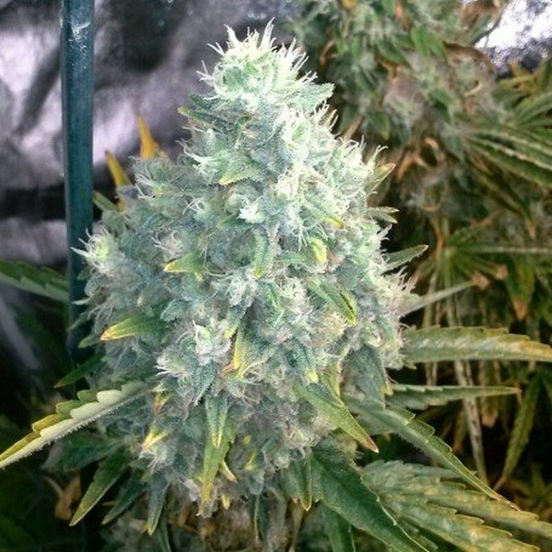 An image of Trainwreck