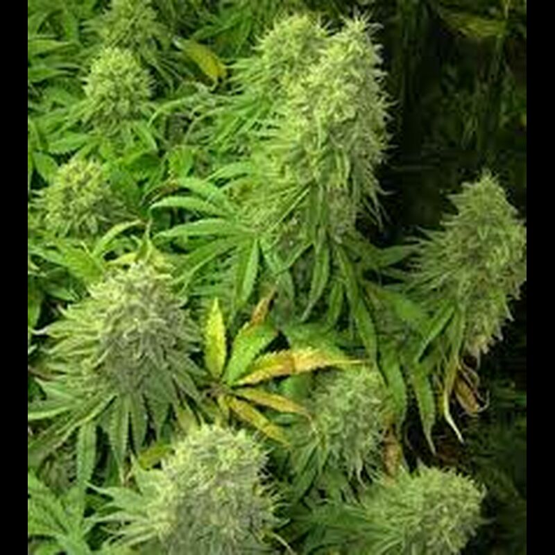 An image of Triple XL Auto