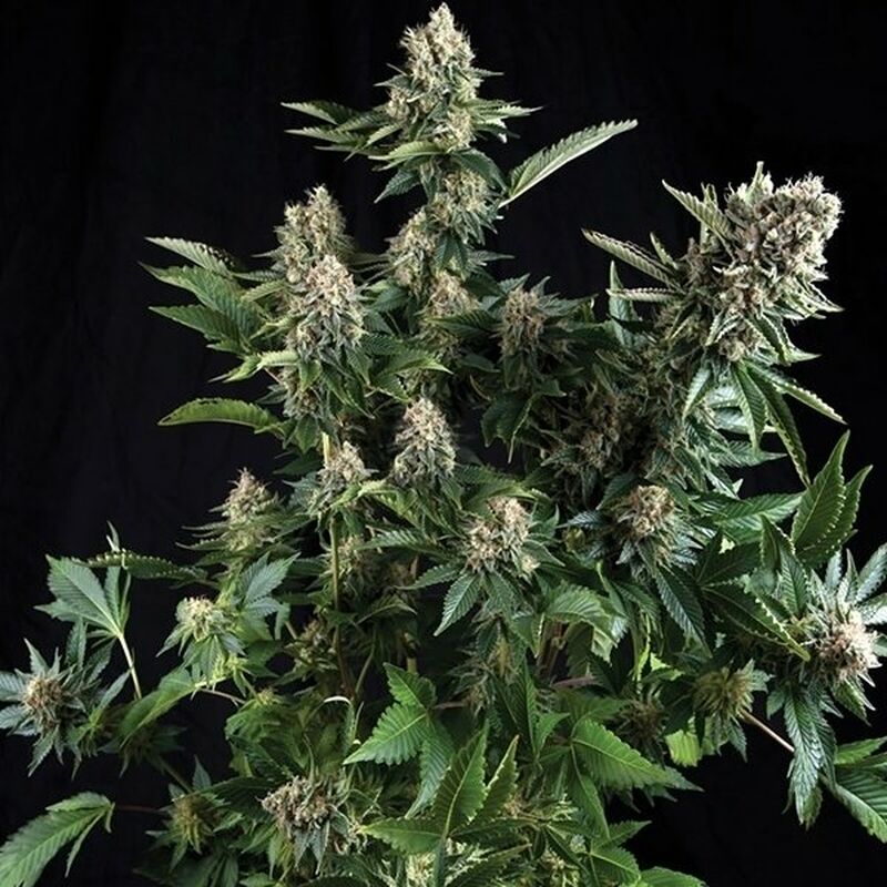An image of White Widow