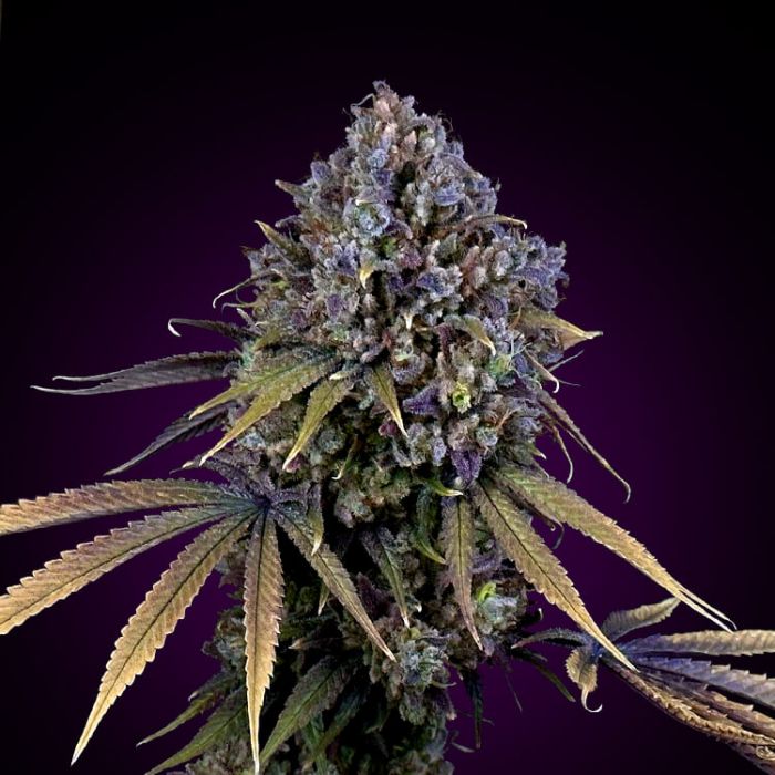 An image of Afghan Kush