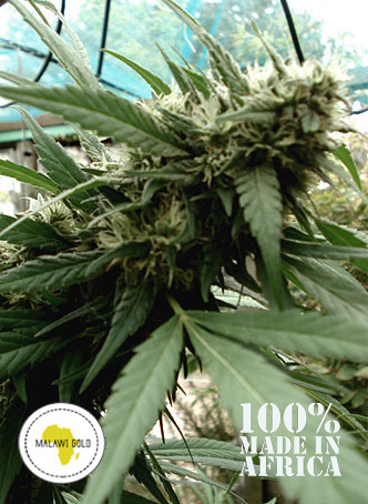 An image of Malawi Gold
