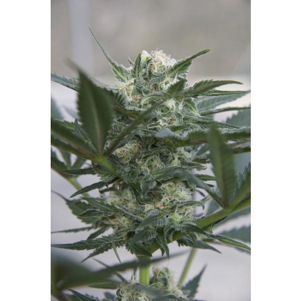 An image of Auto Kush