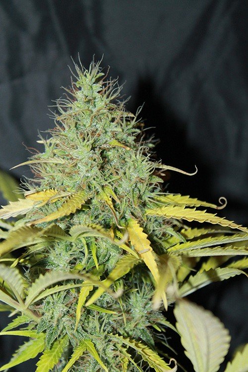 An image of Auto Skunk #1